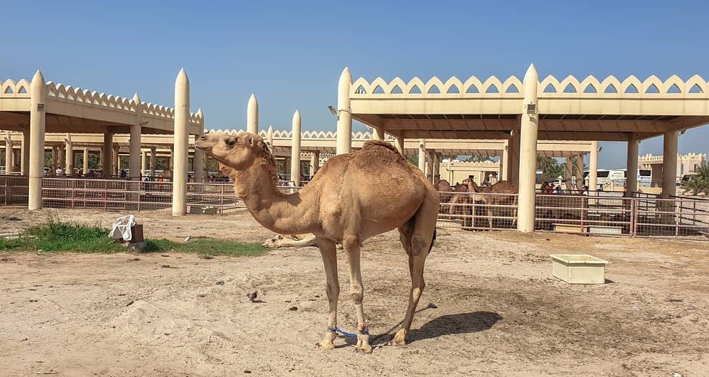 Royal Camel Farm, Janabiya, Northern Governorate, Bahrain